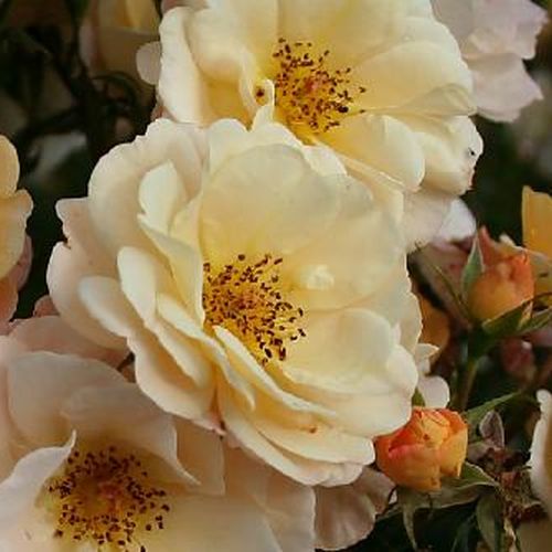 Rozenstruik - Webwinkel - Rosa Pas de Deux - zacht geurende roos - Stamroos - Eenvoudige bloemen - geel - Poulsen Roser A/Sbossige kroonvorm - 0